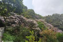 梧桐山国家森林公园21