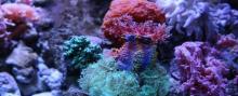 小梅沙海洋世界22