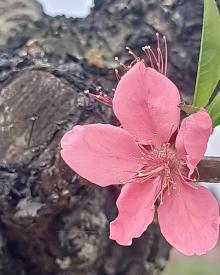 九仙桃花海2