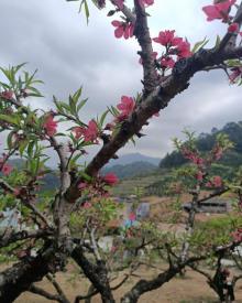 九仙桃花海6