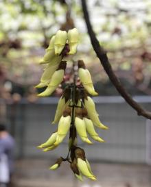 清远市（市花）禾雀花基地7