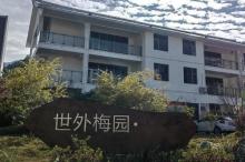 陆河世外梅园景区2