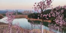 云浮樱花园2