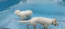 酷贝E族大同湖宠物主题乐园12