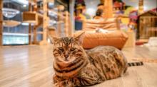 火车头猫咪世界2