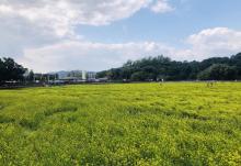 狮峰村白鹭湖2