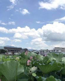 狮峰村白鹭湖6