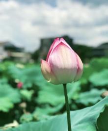 狮峰村白鹭湖8