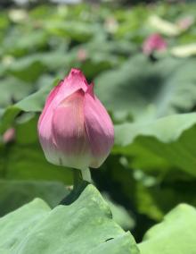 狮峰村白鹭湖7