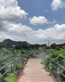 狮峰村白鹭湖4