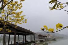 桃花岛4