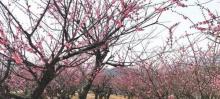 梅关风景区3