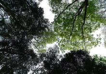 镇山国家森林公园1