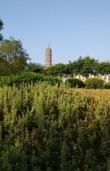 旭山公园7