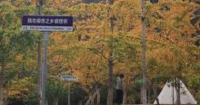 去野部落帽子峰银杏林露营地3