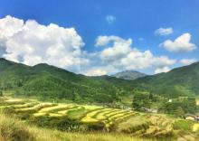 五山梯田10