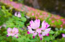 九峰镇6
