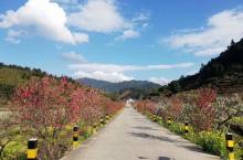 九峰镇花海6