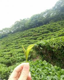 象窝山生态园12
