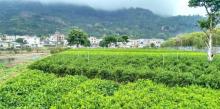 凤凰天池12