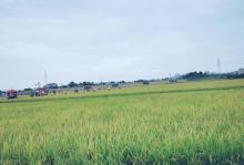 上元稻田公园4