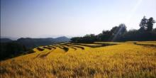 坪山梯田旅游区6
