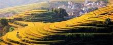 坪山梯田旅游区20