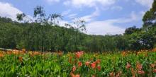 黄花山森林公园23