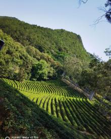 雁南飞茶田景区27