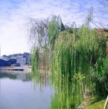东莞市企石镇江边村3