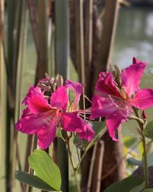 百花洲6