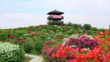 千花洲生态景区10