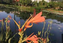 石锣鼓湿地公园4