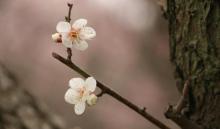 福建梅花山国家级自然保护区19