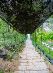 金鸡山霞贯双溪生态园2