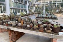 多浆植物展馆2