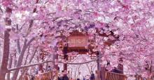 仙居山樱花园3