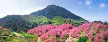 仙居山樱花园8