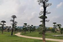 红都幸福花海16