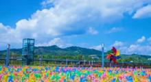 红都幸福花海3