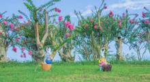红都幸福花海15
