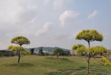 红都幸福花海17