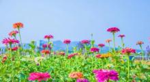 红都幸福花海13