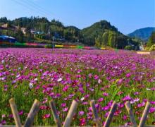 桃源里旅游度假区花海乐园3