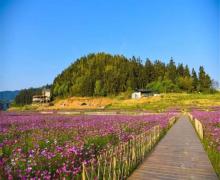 桃源里旅游度假区花海乐园2