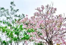 香山公园6