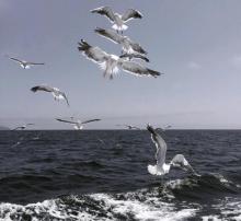 香山海航游艇帆船体验11