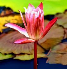 莲花公园6