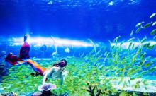 中鱼视界海洋王国7