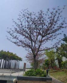 海沧湾公园5